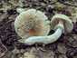 Fésűsperemű galóca (Amanita eliae), Mátra